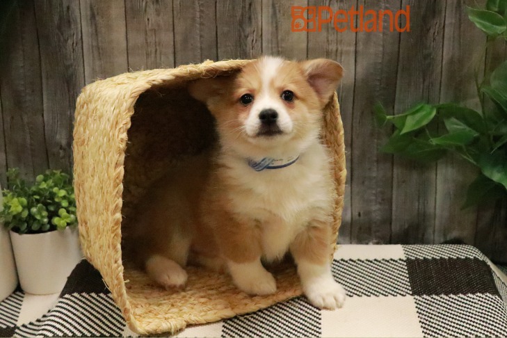 Pomeranian/Pembroke Corgi (M) 28498 Image #1