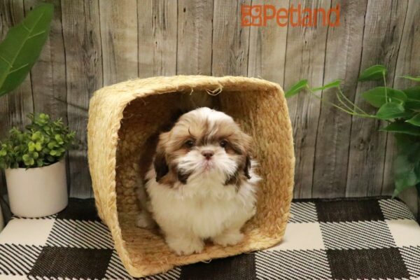 [#23138-03] Chocolate / White M Shih Tzu Puppies For Sale