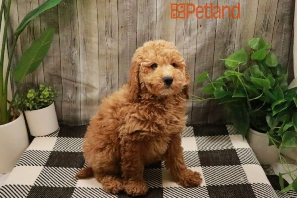 [#23227-03] Red M Goldendoodle Mini Puppies For Sale
