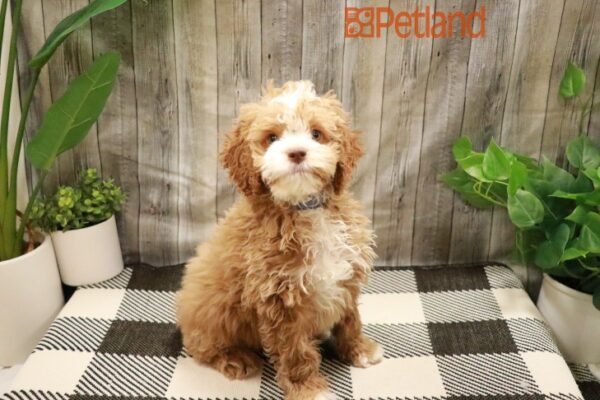 [#2380-01] Buff / White M Cock A Poo Puppies For Sale