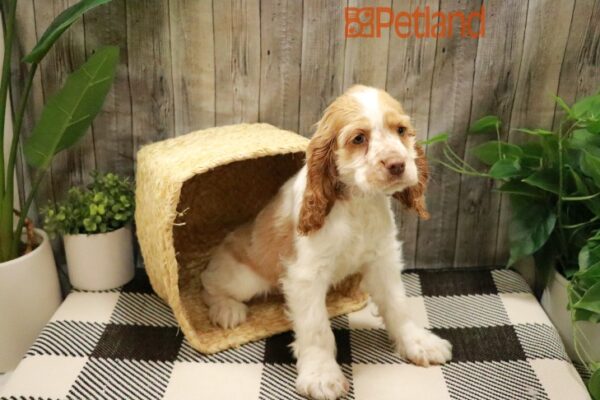 [#2394-05] Buff / White F Cocker Spaniel Puppies For Sale