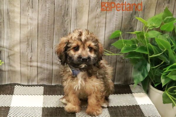 [#23284-02] Sable M Cavapoo Puppies For Sale