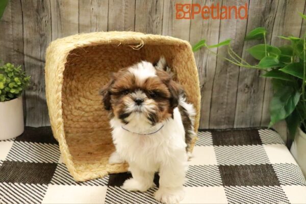 [#23285-02] Sable / White F Shih Tzu Puppies For Sale