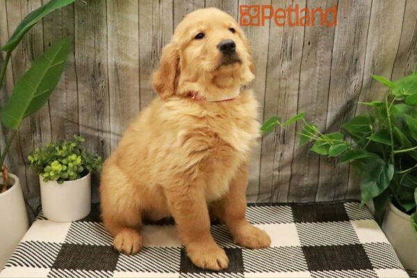 [#23351-08] Golden F Golden Retriever Puppies For Sale