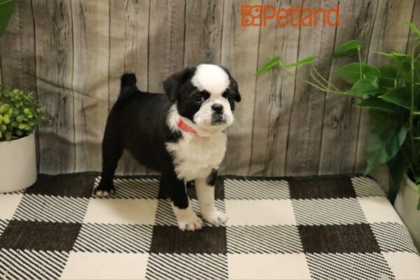 [#23384-06] Black / White Panda F Pug Puppies For Sale