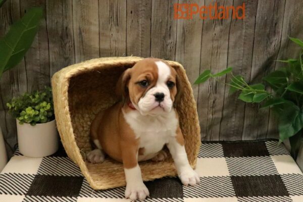 [#23427-01] Red / White F Bulldog/Bulldog-Beagle Puppies For Sale
