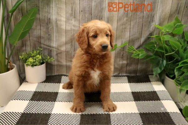 [#23428-06] Red M Goldendoodle Mini Puppies For Sale