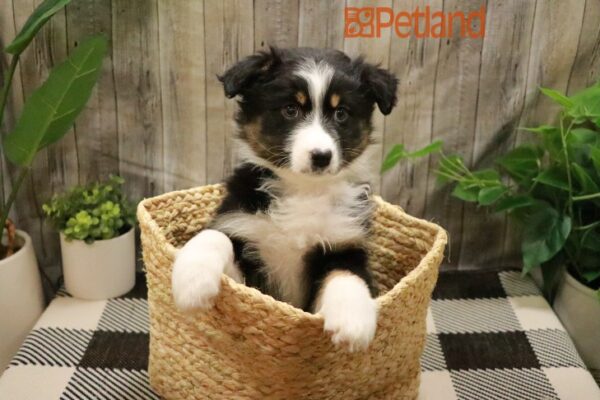 [#23468-07] Tri-Colored F Australian Shepherd Puppies For Sale