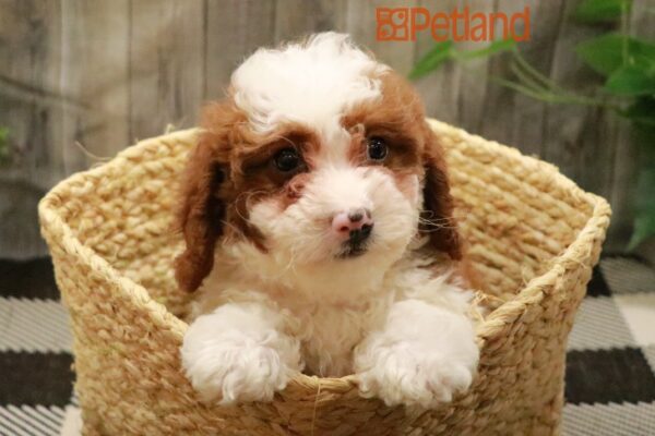 [#23616-04] Chocolate / White F Bernedoodle Mini 2nd Gen Puppies For Sale