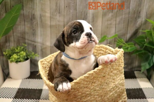 [#23718-01] Brindle / White M Olde Bulldog Puppies For Sale