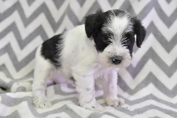 Miniature Schnauzer (F) 28595 Image #2