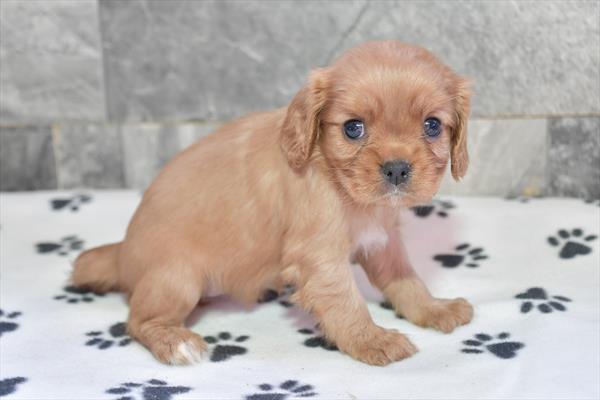 Cavalier King Charles Spaniel (F) 28670 Image #2