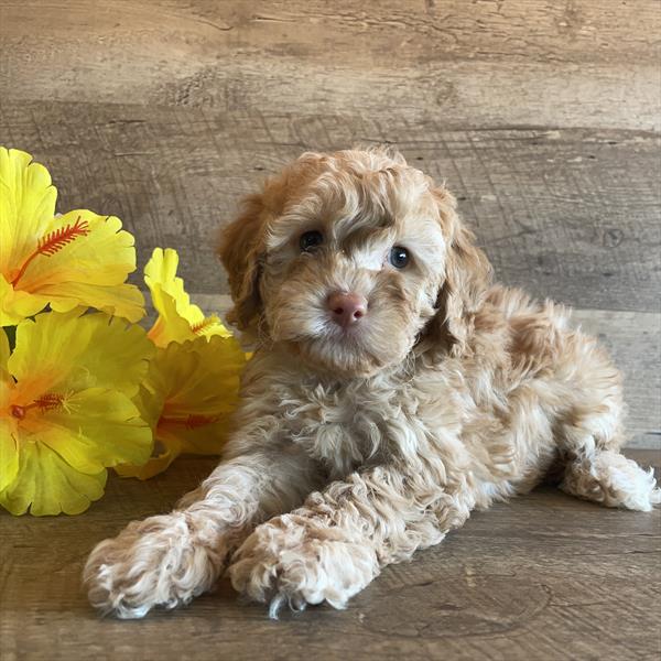Poodle (M) 28591 Image #2