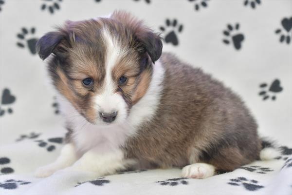 Shetland Sheepdog (F) 28634 Image #3