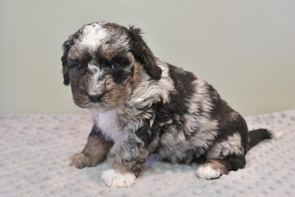 Bernedoodle Mini 2nd Gen (M) 28672 Image #3