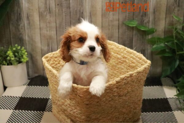 [#23593-02] Blenheim / White M Cavalier King Charles Spaniel Puppies For Sale