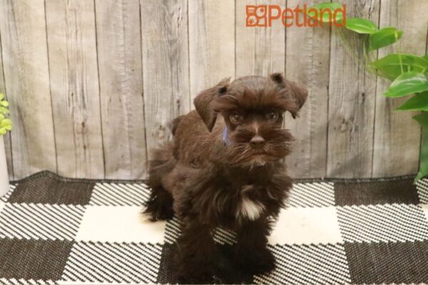 [#23607-02] Chocolate / White M Miniature Schnauzer Puppies For Sale