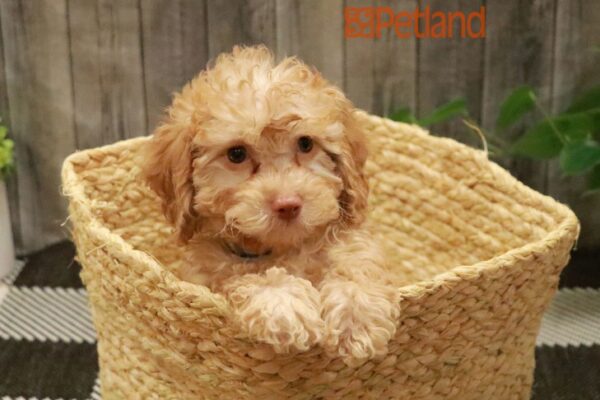[#23613-02] Tan M Poodle Puppies For Sale