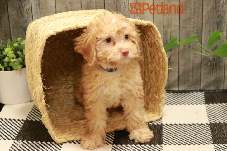 Poodle (M) 28591 Image #4