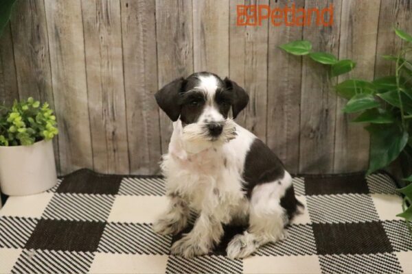 [#23682-05] Black / White F Miniature Schnauzer Puppies For Sale