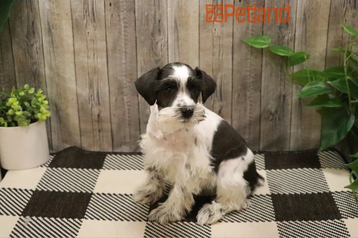 Miniature Schnauzer (F) 28595 Image #1