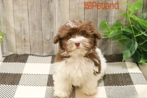 [#23112-02] Chocolate / White M Havanese Puppies For Sale