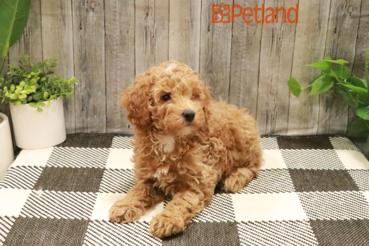 Poodle (M) 28612 Image #1