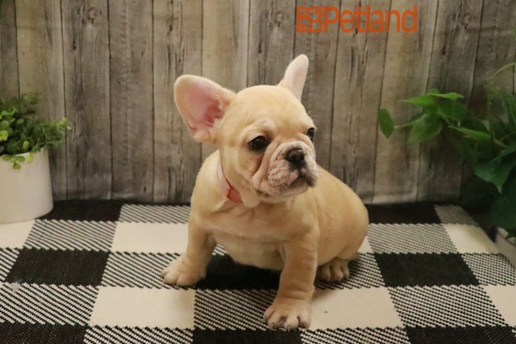 French Bulldog (F) 28613 Image #1