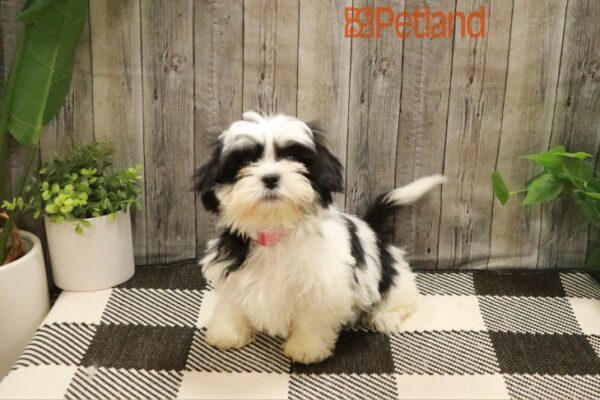 [#23529-04] Black / White F Malshi Puppies For Sale