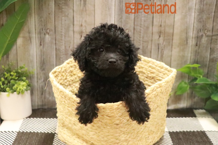 Labradoodle Mini 2nd Gen (M) 28626 Image #1