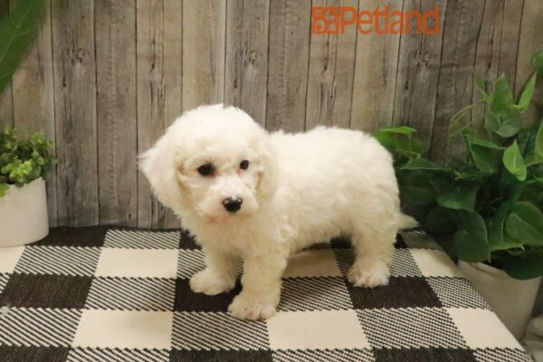 [#23686-05] White M Bichon Frise Puppies For Sale