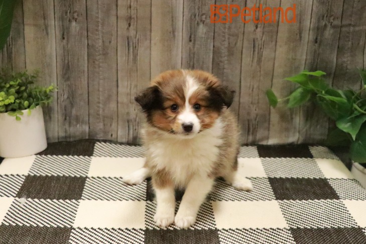 Shetland Sheepdog (F) 28634 Image #1