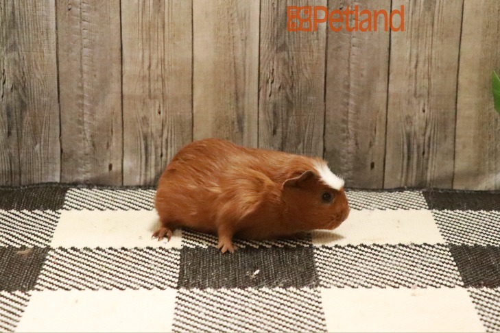 Crested Guinea Pig-28649 Image #1