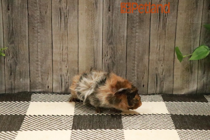 Abyssinian Guinea Pig-28656 Image #1