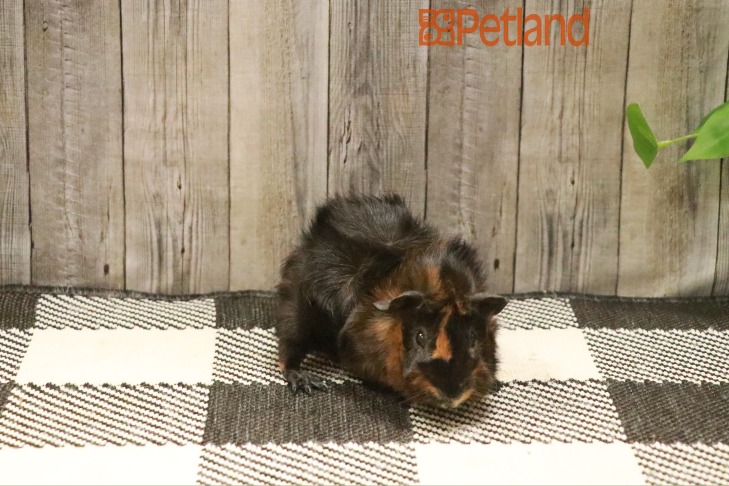 Abyssinian Guinea Pig-28657 Image #1