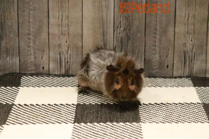 Abyssinian Guinea Pig-28658 Image #1