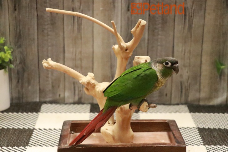 Green Cheek Conure-28659 Image #1