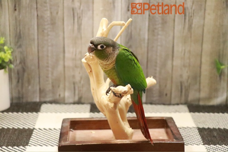 Green Cheek Conure-28660 Image #1