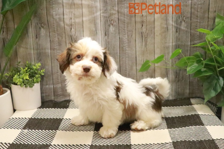 Havanese (M) 28666 Image #1
