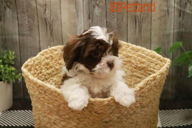 Shihpoo (F) 28669 Image #1