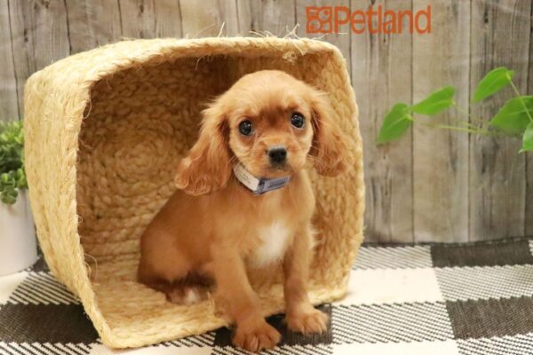 [#23580-04] Ruby F Cavalier King Charles Spaniel Puppies For Sale