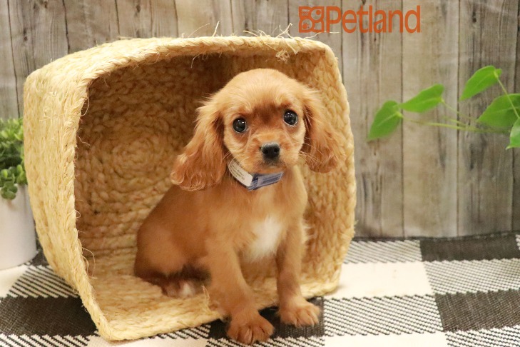 Cavalier King Charles Spaniel (F) 28670 Image #1