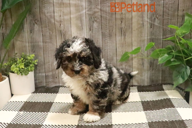 Bernedoodle Mini 2nd Gen (M) 28672 Image #1