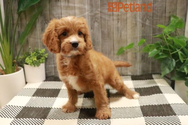 [#23663-01] Red M Cavapoo Puppies For Sale