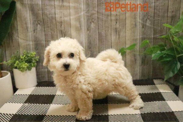 [#23665-03] Cream F Bichapoo Puppies For Sale