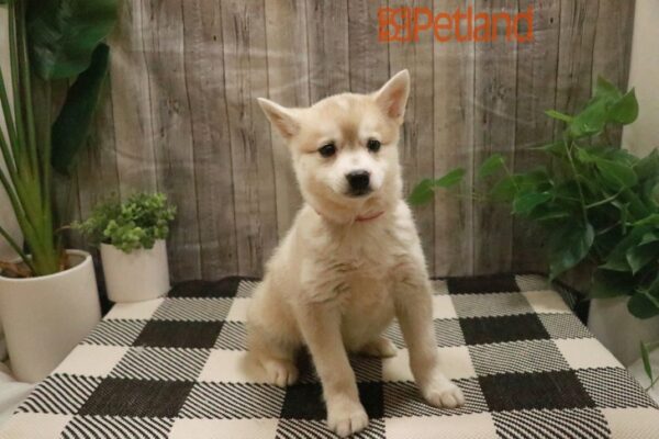 [#23674-02] Black White / Tan M Alaskan Klee Kai Puppies For Sale