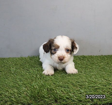 Havanese (M) 28666 Image #3