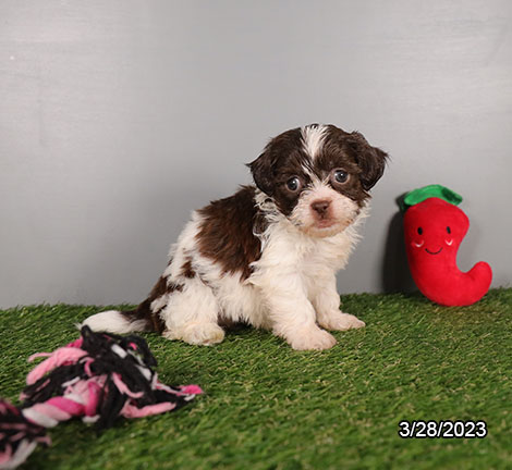 Shihpoo (F) 28669 Image #3