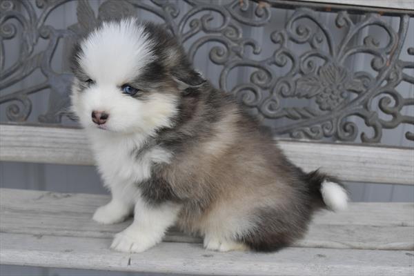 Pomsky (M) 28696 Image #3