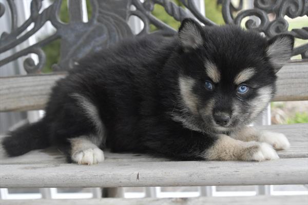 Pomsky (F) 28729 Image #2